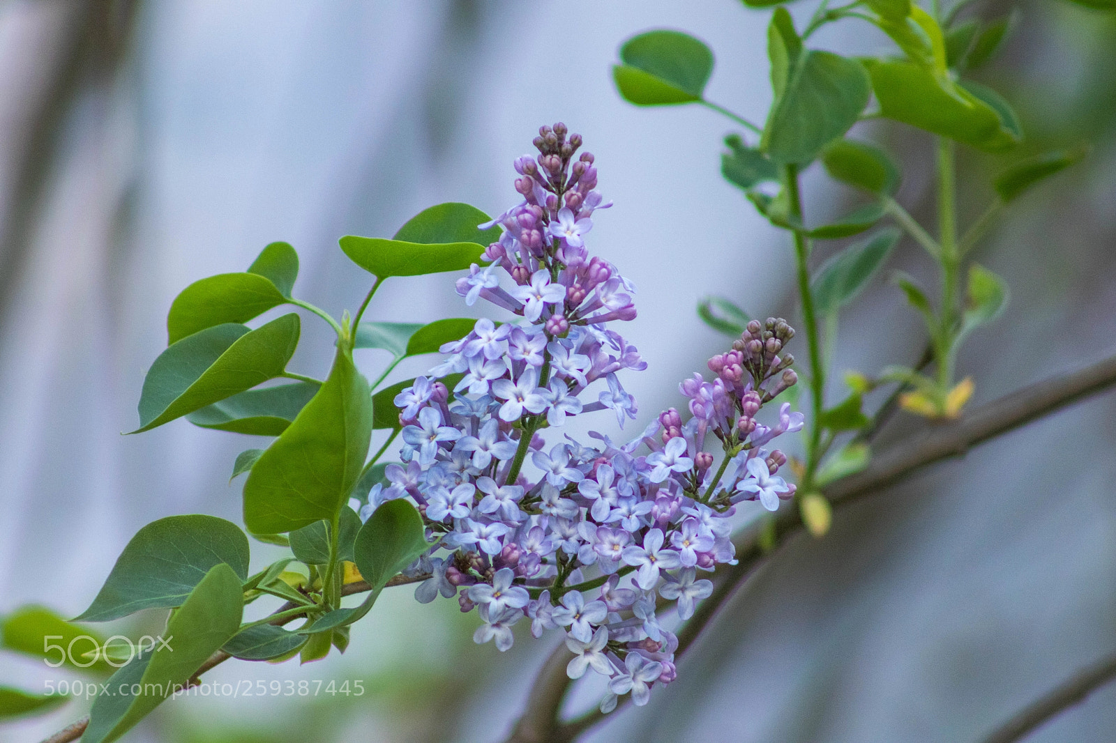 Canon EOS 77D (EOS 9000D / EOS 770D) sample photo. Spring 2018 photography