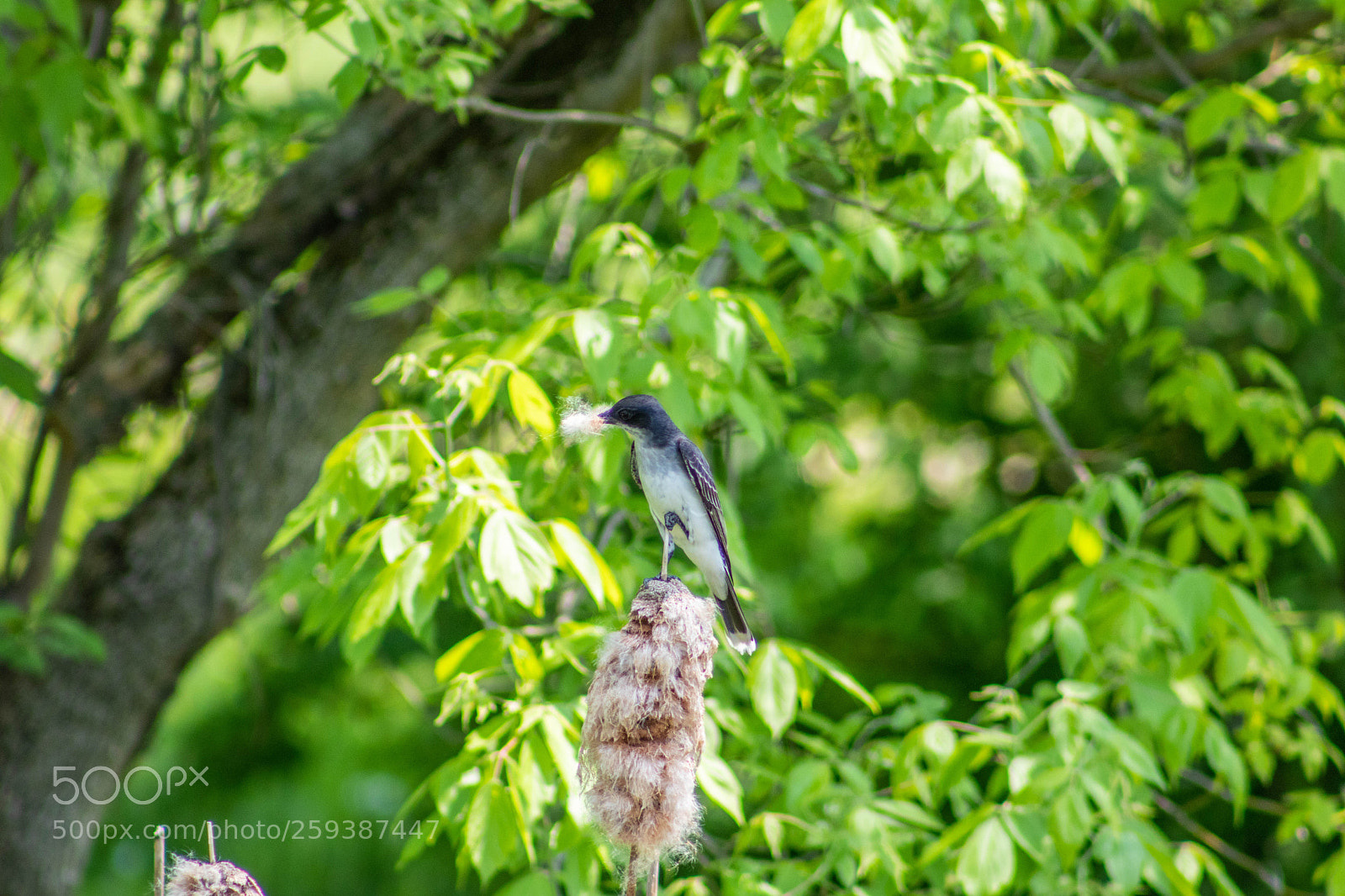 Canon EOS 77D (EOS 9000D / EOS 770D) sample photo. Bird photography