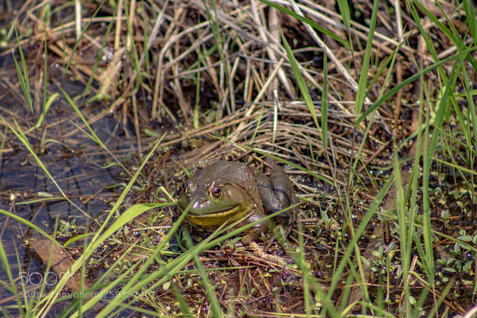 Canon EOS 77D (EOS 9000D / EOS 770D) sample photo. Awesome toad photography