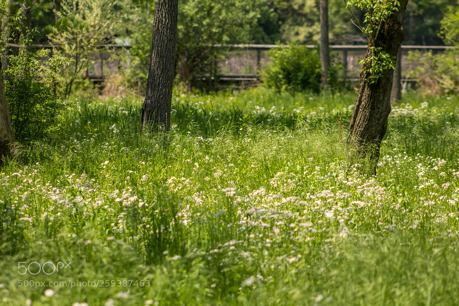 Canon EOS 77D (EOS 9000D / EOS 770D) sample photo. Field of zen photography