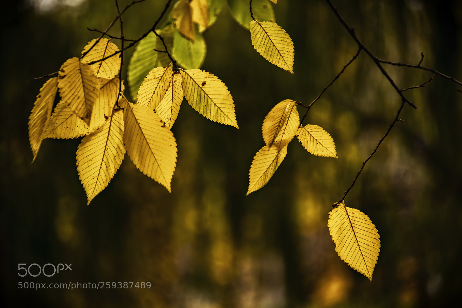 Nikon D800E sample photo. Elm leaves photography