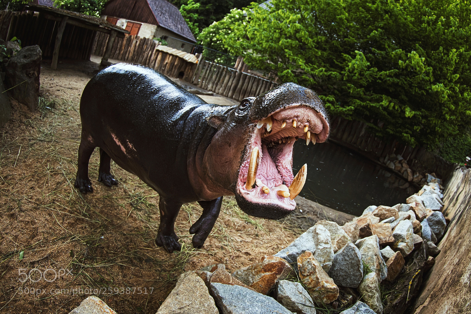 Nikon D7100 sample photo. Pygmy hippopotamus (hexaprotodon liberiensis) photography