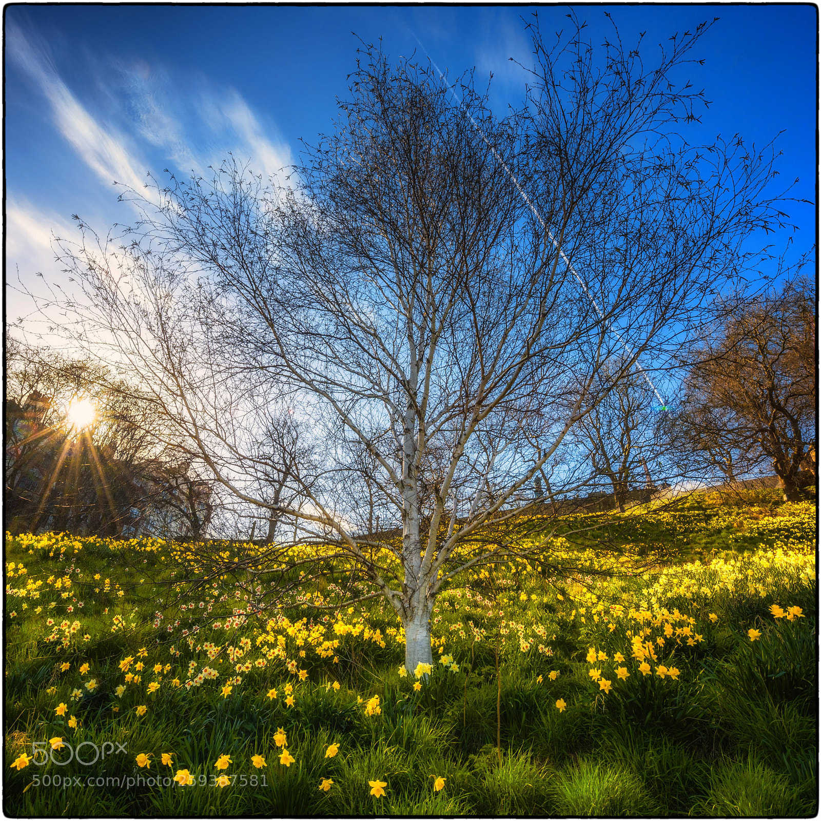 Nikon D750 sample photo. Princes street gardens photography