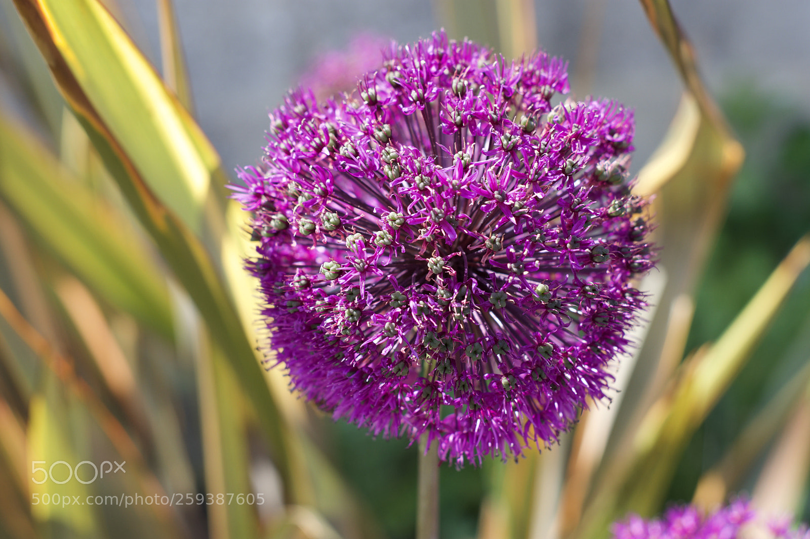 Nikon D3400 sample photo. Flower power photography