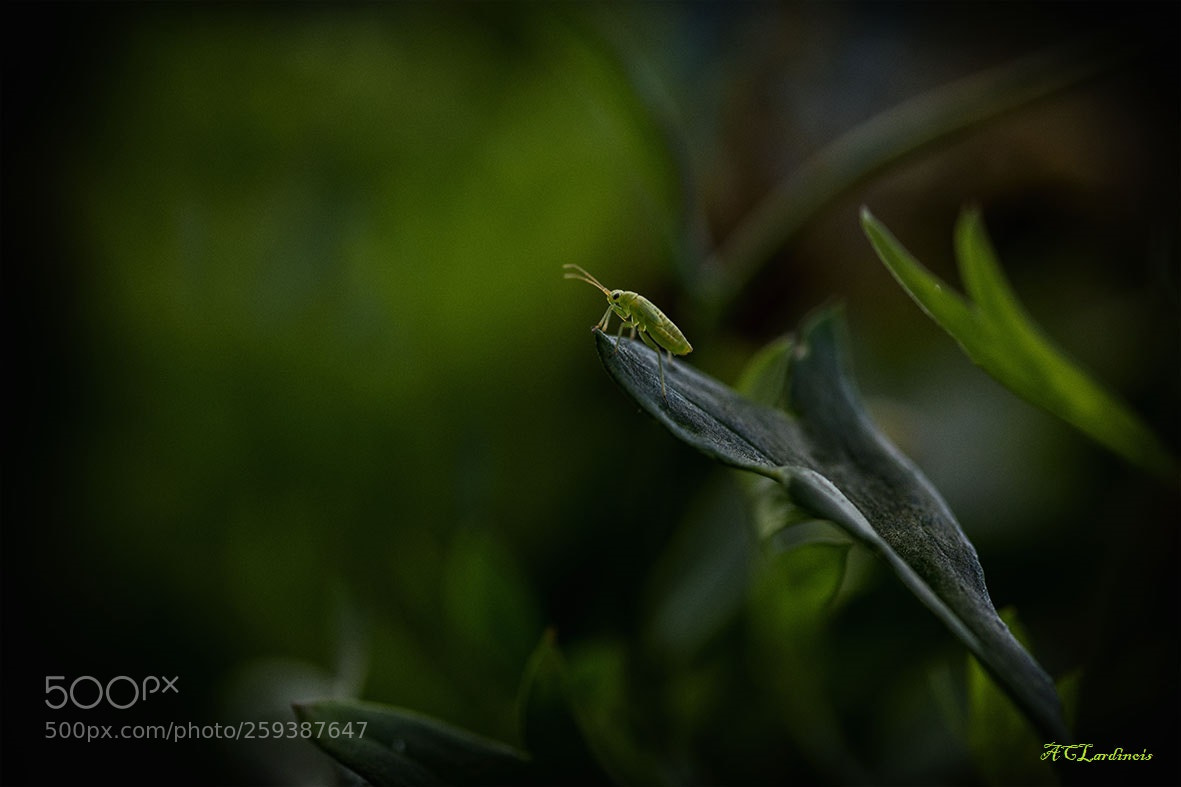 Canon EOS 5D Mark IV sample photo. Assis sur le rebord photography