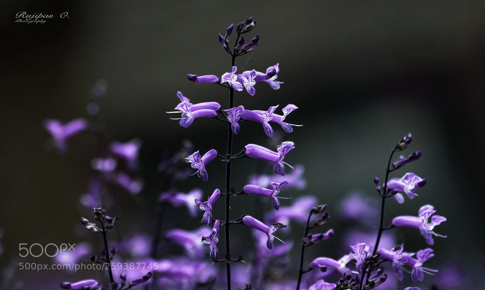 Canon EOS 7D sample photo. Lavender photography