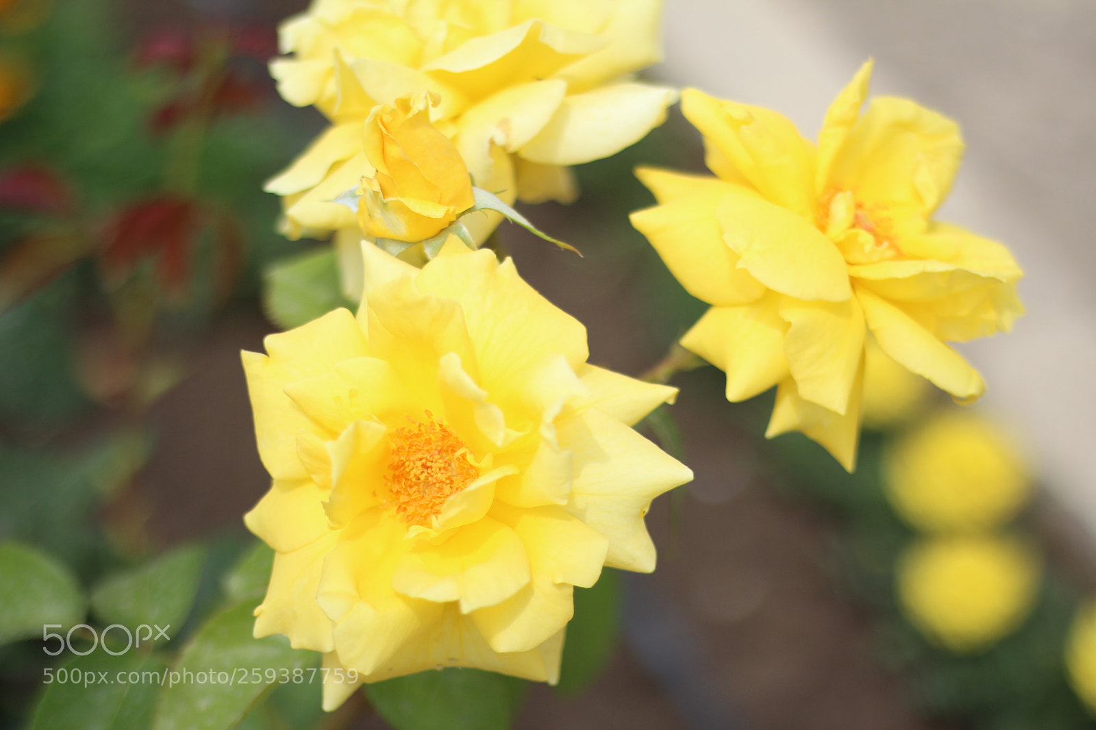 Canon EOS 700D (EOS Rebel T5i / EOS Kiss X7i) + Canon EF 50mm F1.8 STM sample photo. Untitled photography