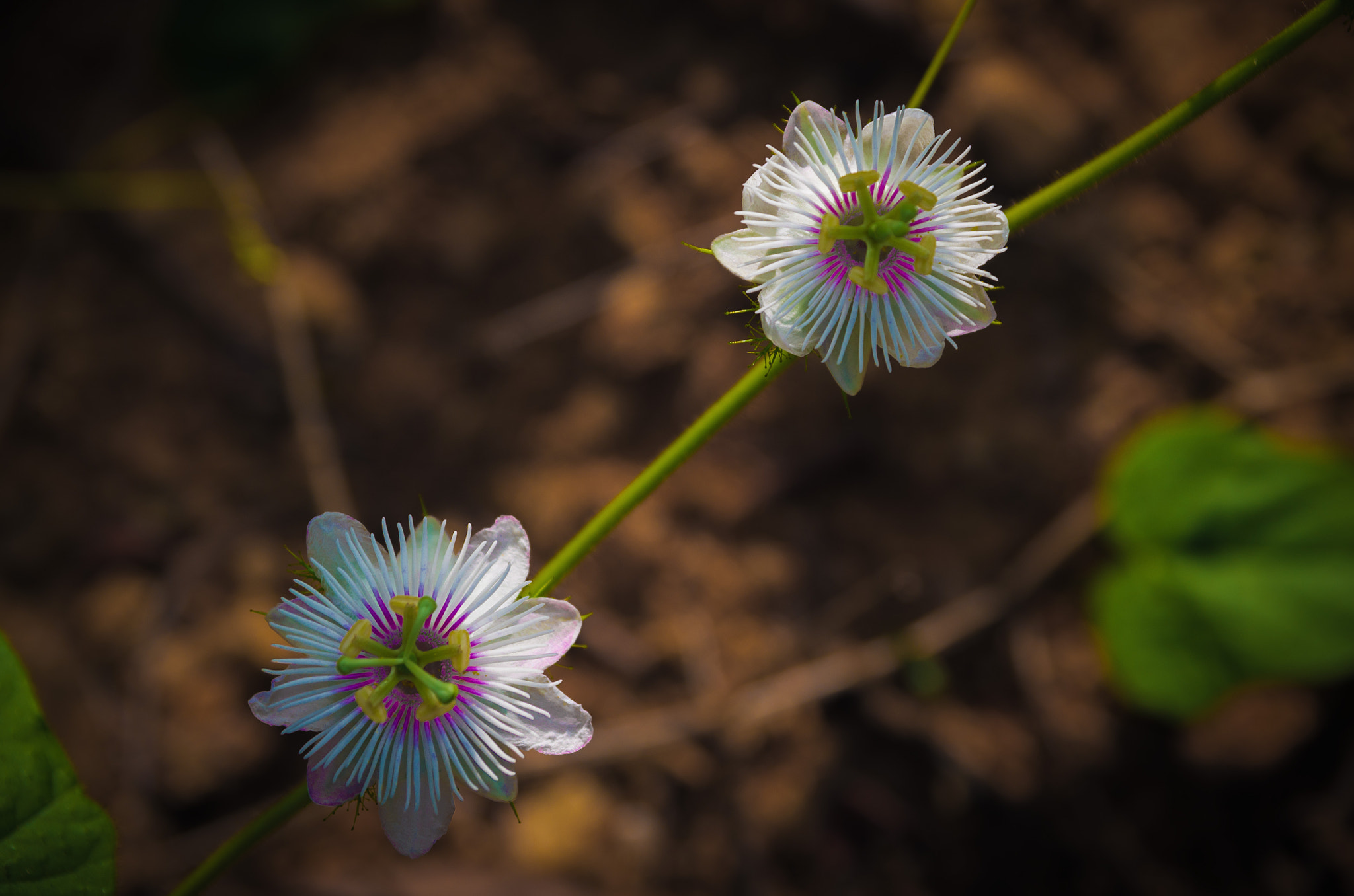 Pentax K-5 II sample photo