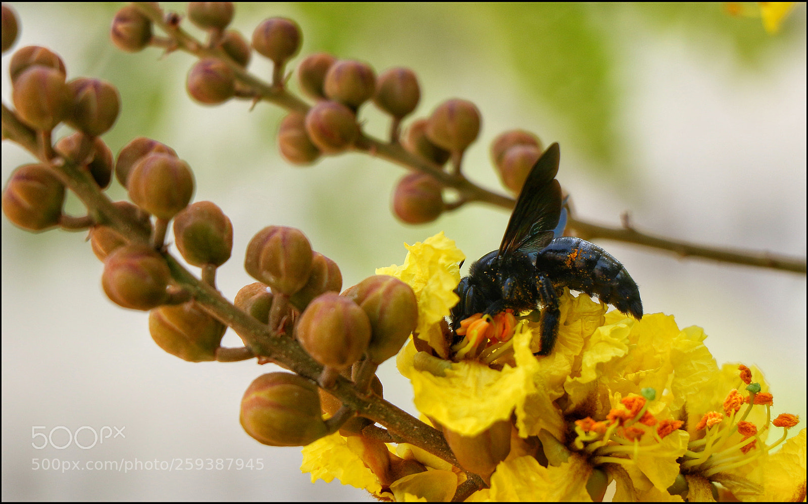Canon EOS 7D Mark II sample photo. Bee photography