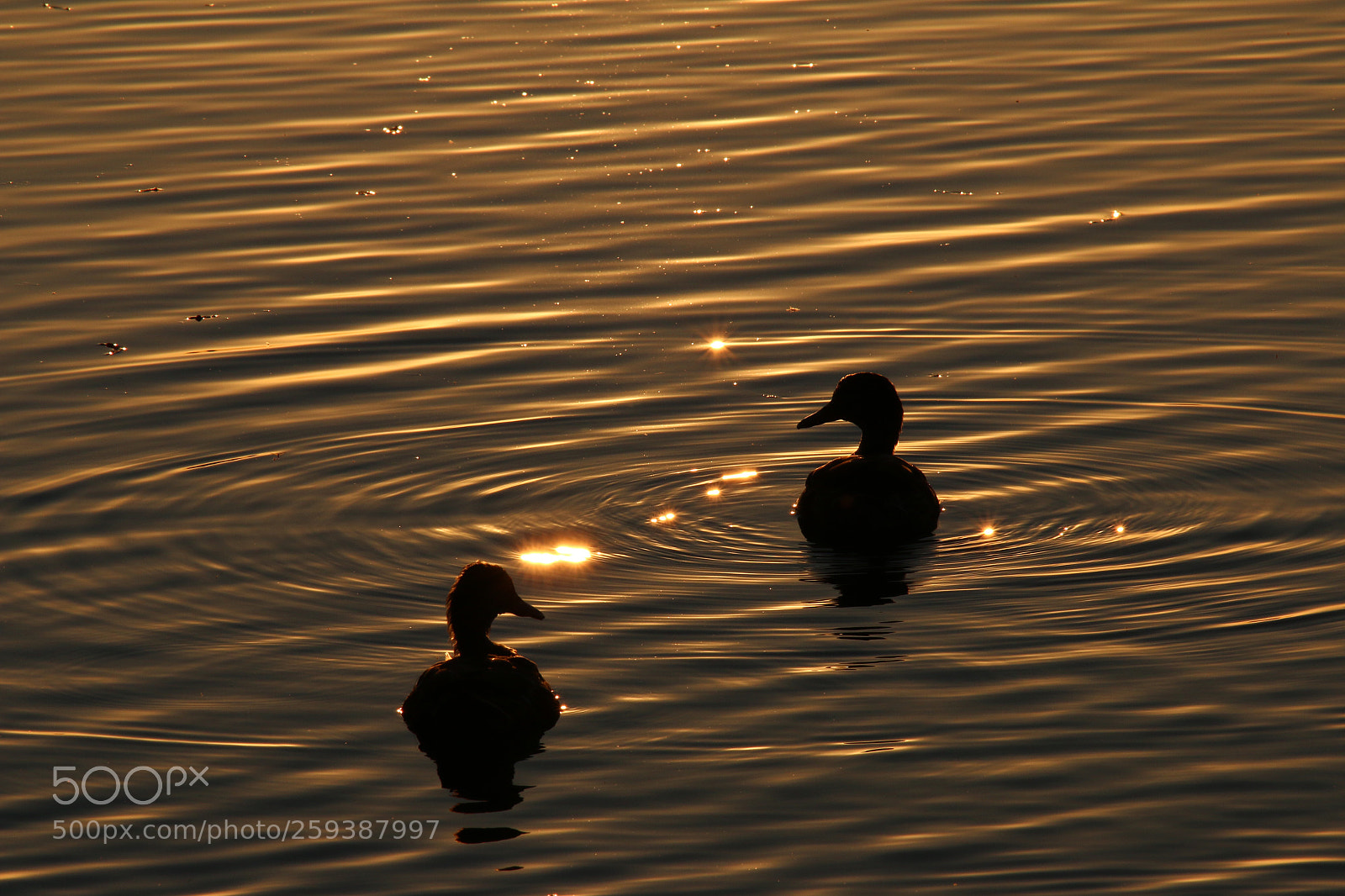 Canon EOS 70D sample photo. Untitled photography