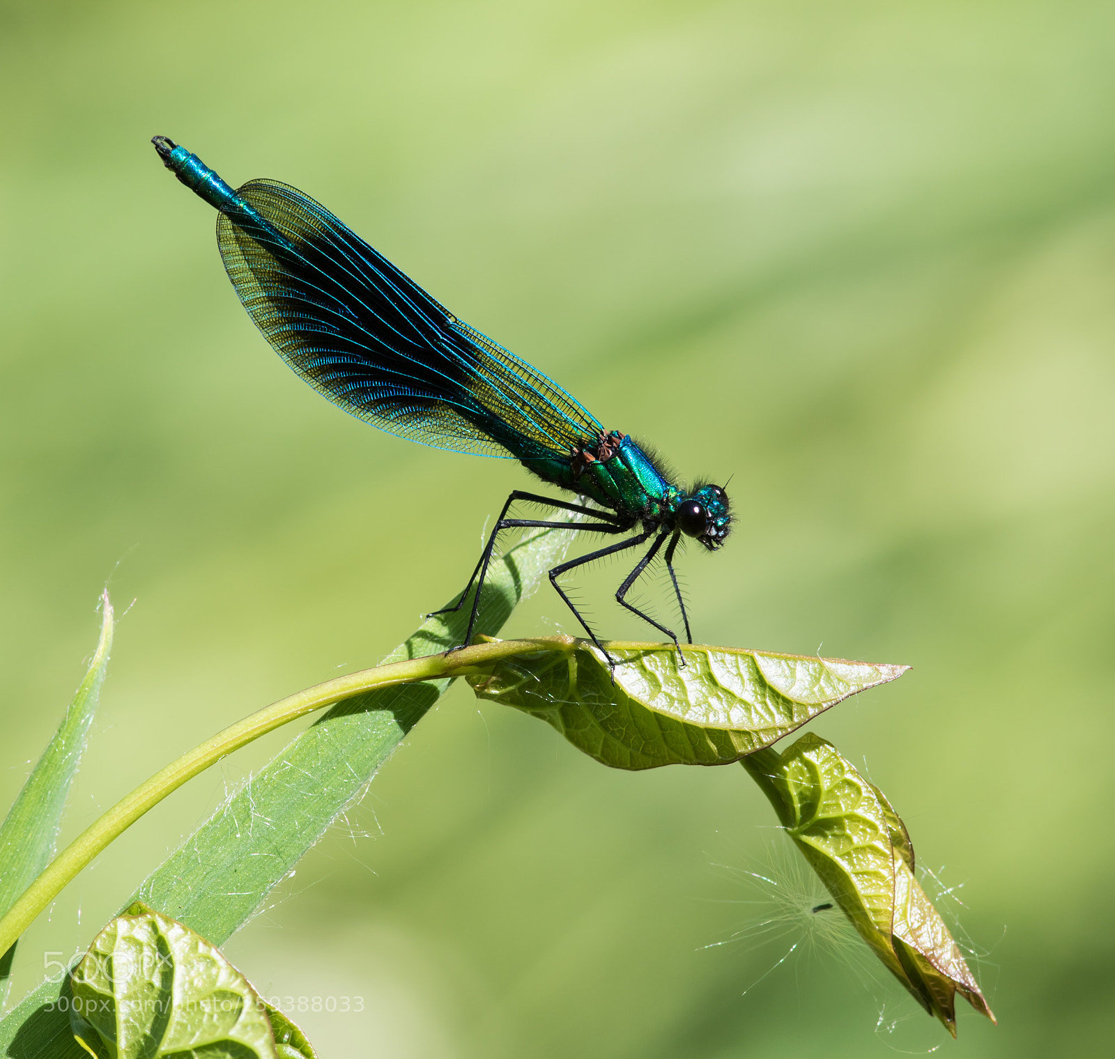 Canon EOS 7D Mark II sample photo. Banded demoiselle photography