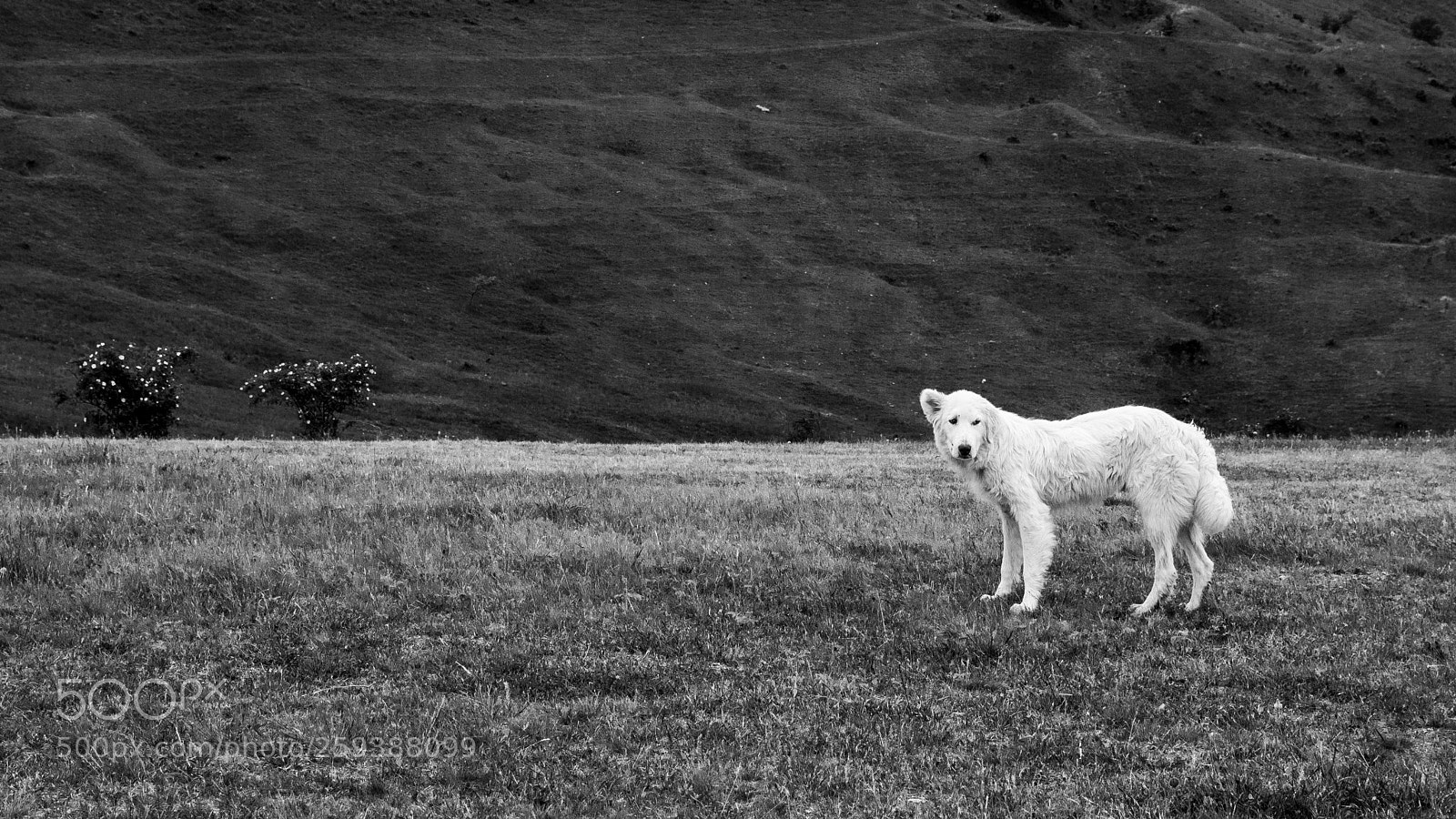 Nikon D3100 sample photo. Pointer photography