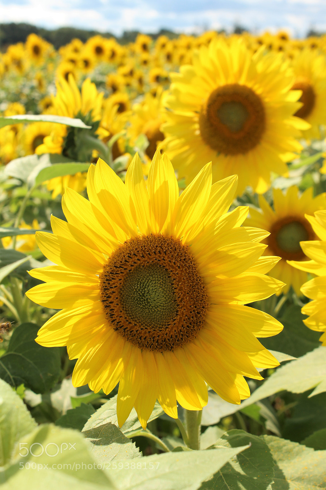 Canon EOS 1200D (EOS Rebel T5 / EOS Kiss X70 / EOS Hi) sample photo. Sunflower field photography