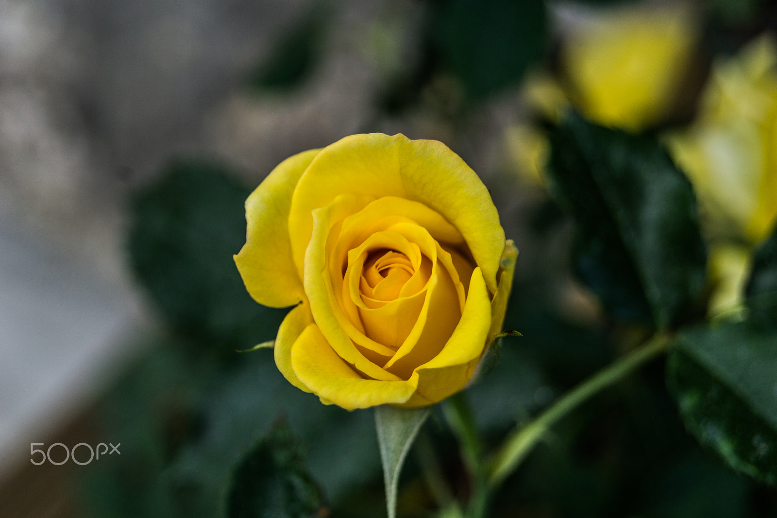 Sony a5100 sample photo. My mom flower's photography