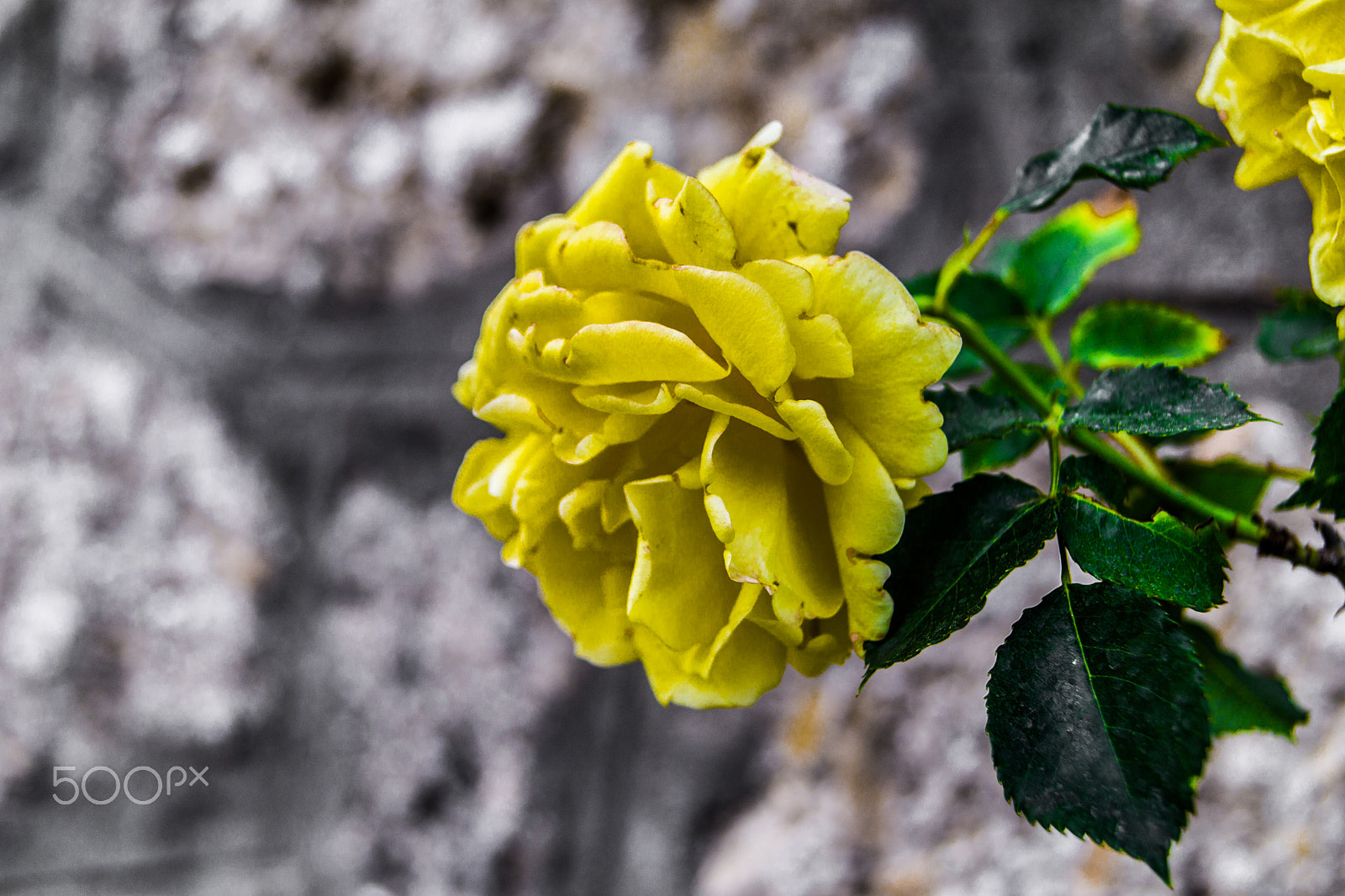 Sony a5100 sample photo. My mom flower's photography