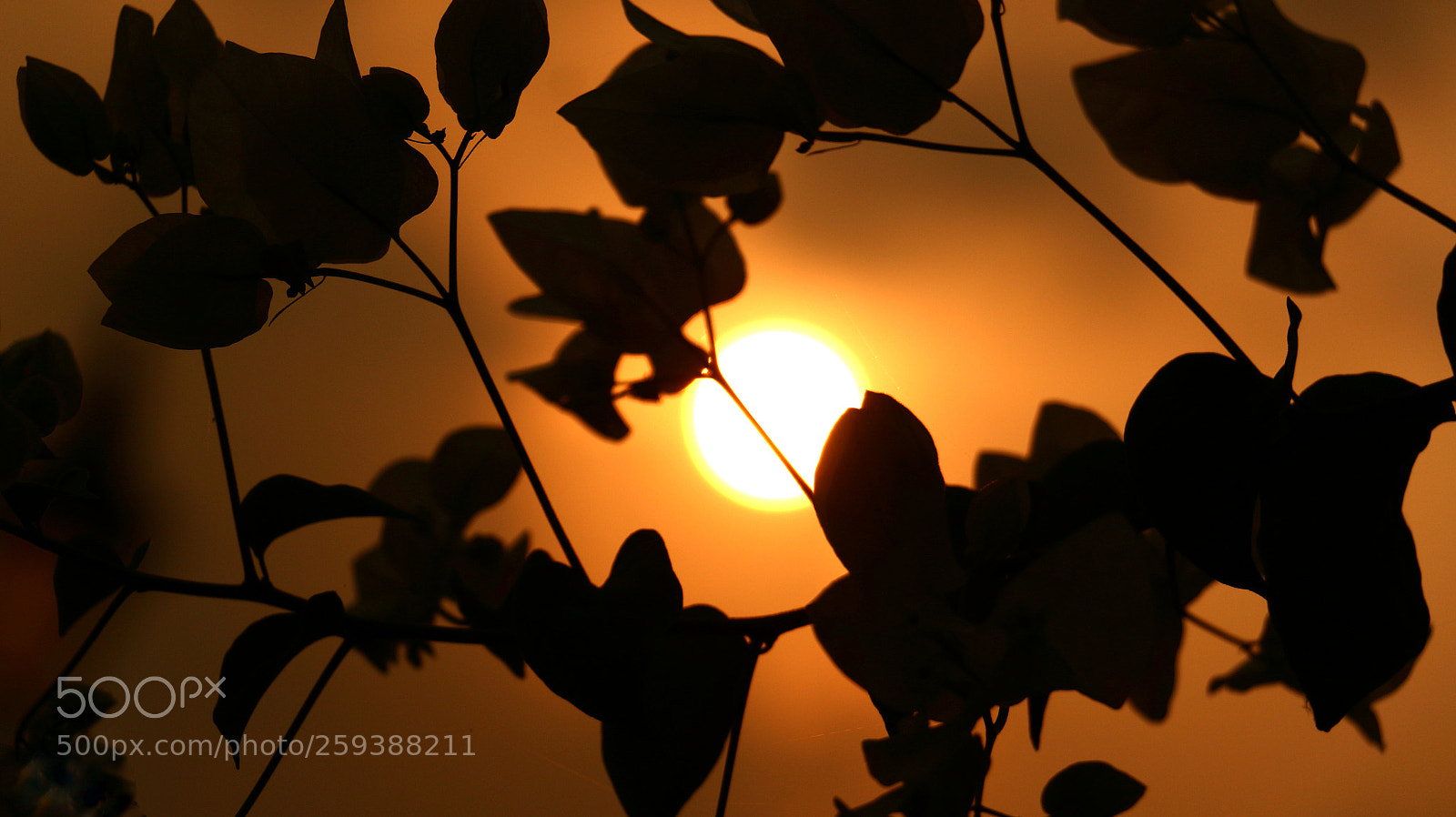 Canon EOS 70D sample photo. Black and yellow.... photography
