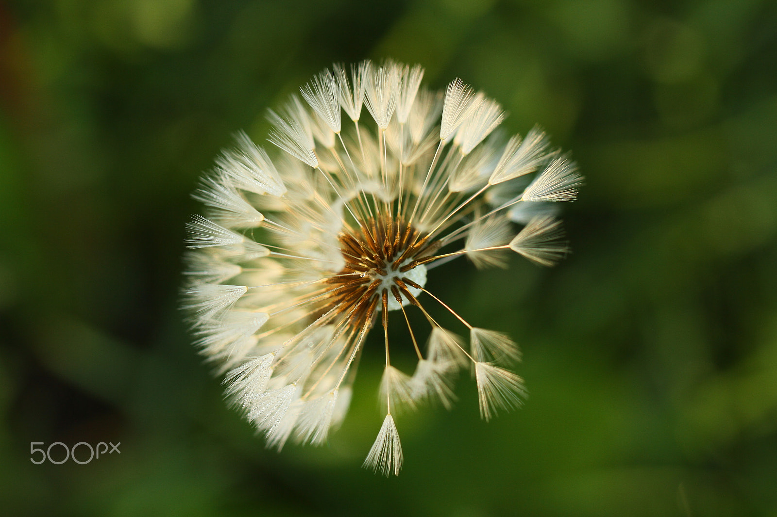 Canon EF 100mm F2.8L Macro IS USM sample photo. Dandelion photography