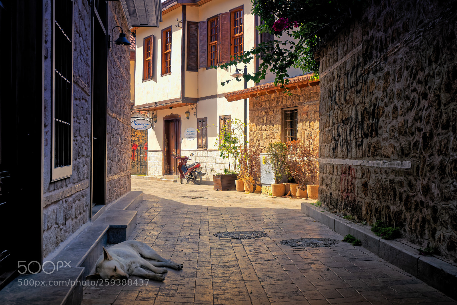 Sony a7 sample photo. Sleeping in the shadow photography
