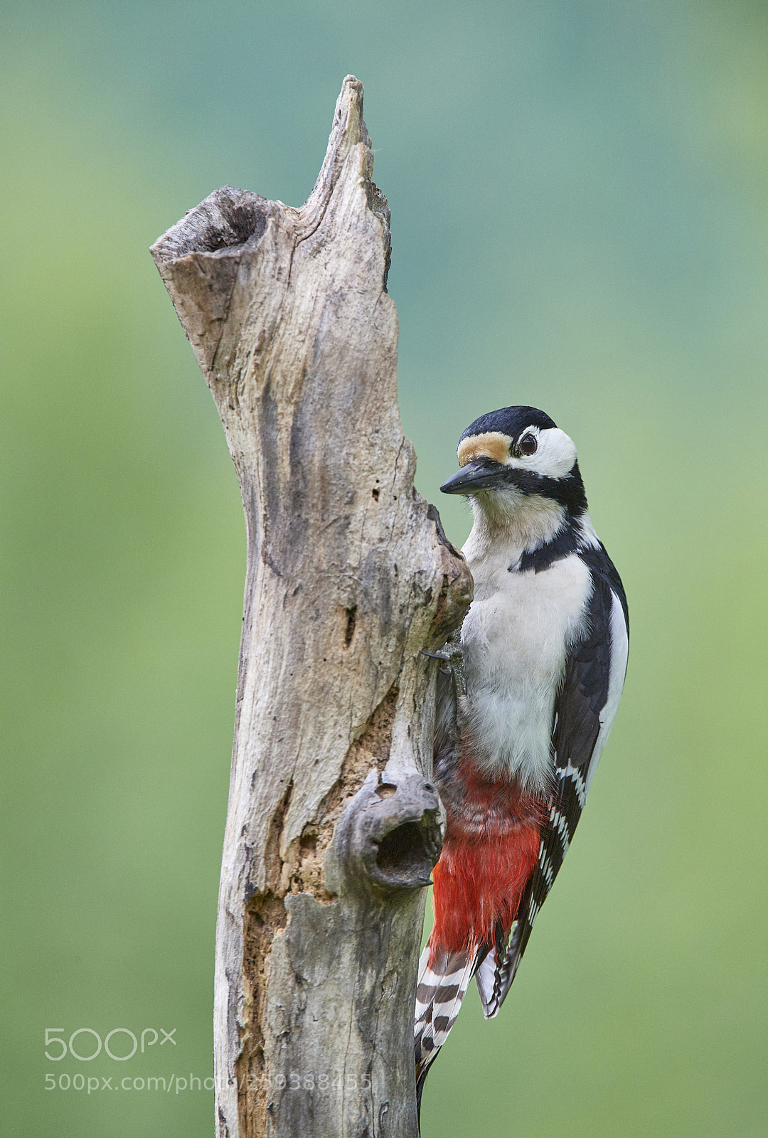 Nikon D5 sample photo. Great spotted woodpecker photography