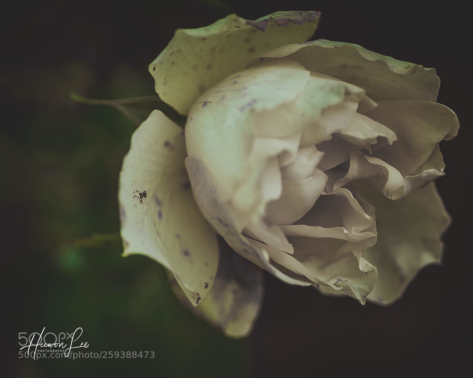 Canon EOS 6D sample photo. ᵀᴵᴹᴱ ᴼᶠ ᴿᴼˢᴱ photography