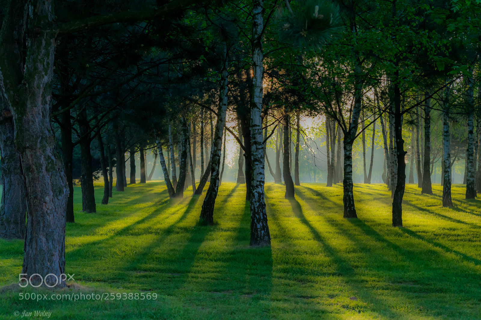 Nikon D3300 sample photo. Misty morning on the photography