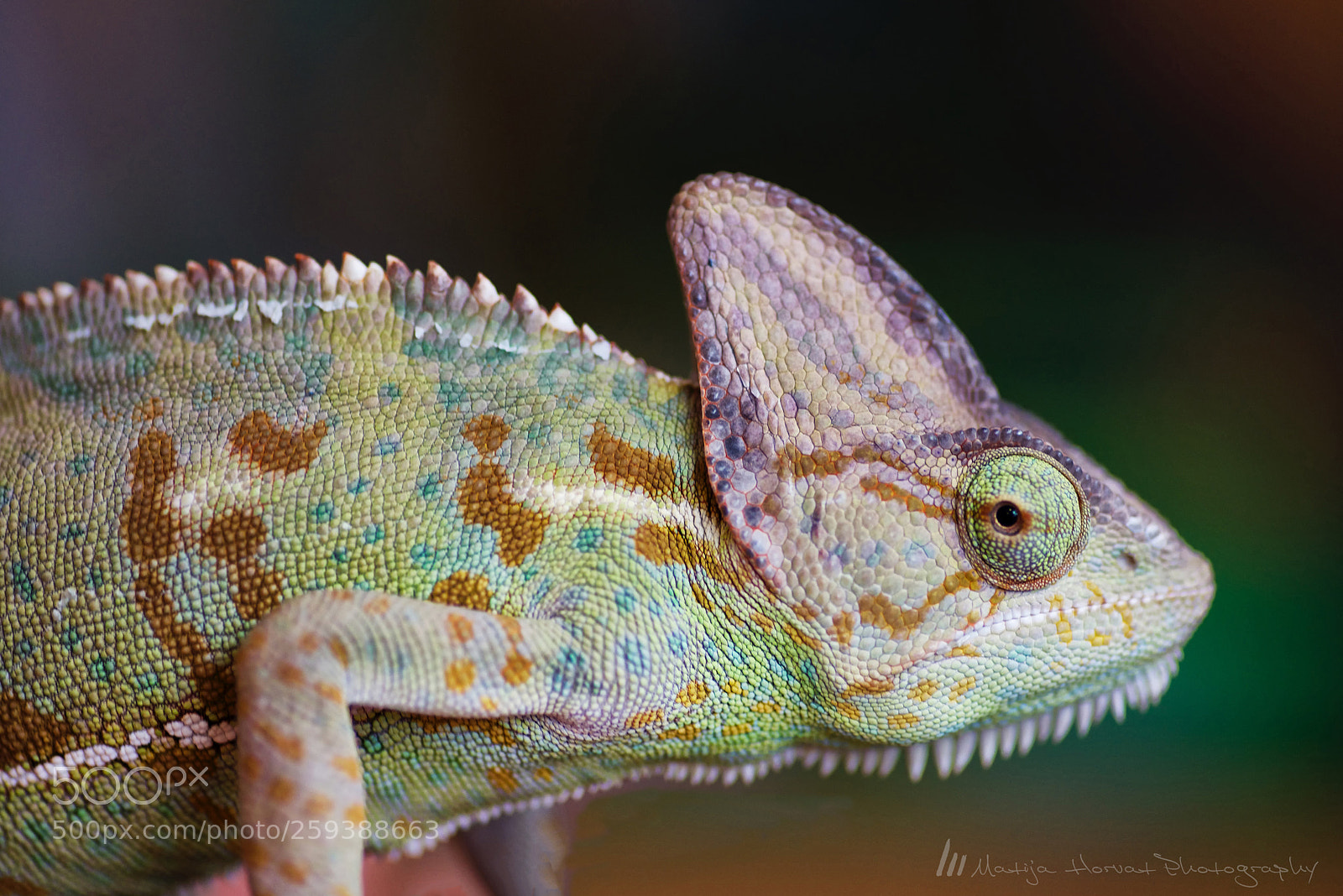 Nikon D610 sample photo. Multicolor photography