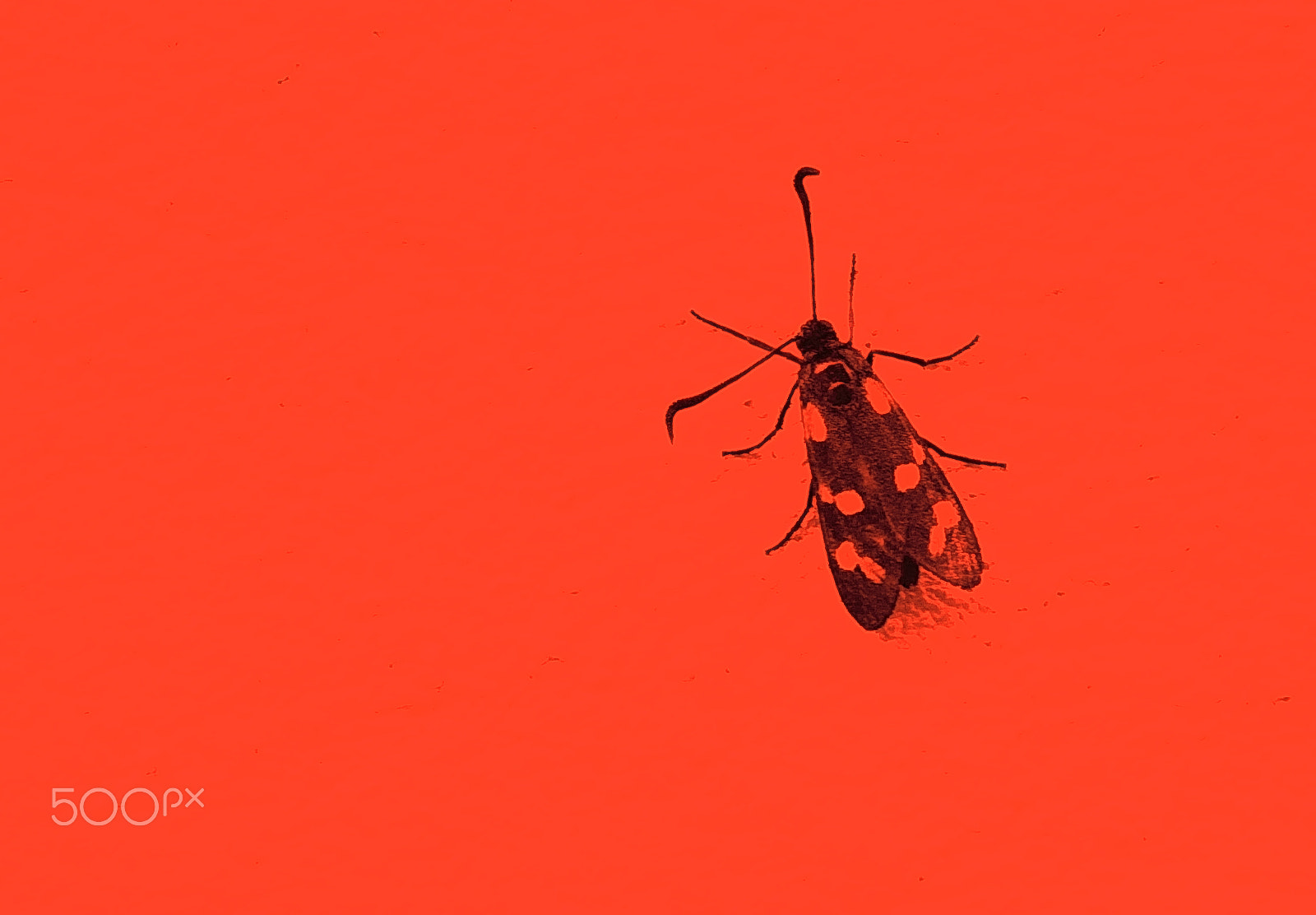 Canon EOS 100D (EOS Rebel SL1 / EOS Kiss X7) sample photo. Red bug photography