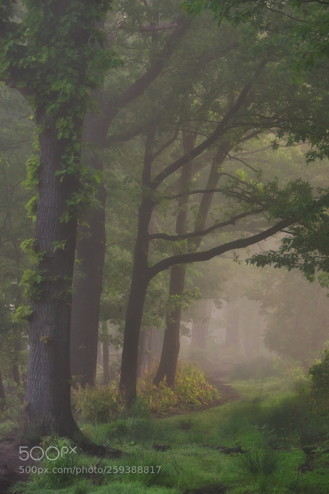 Nikon D800 sample photo. Fading path photography