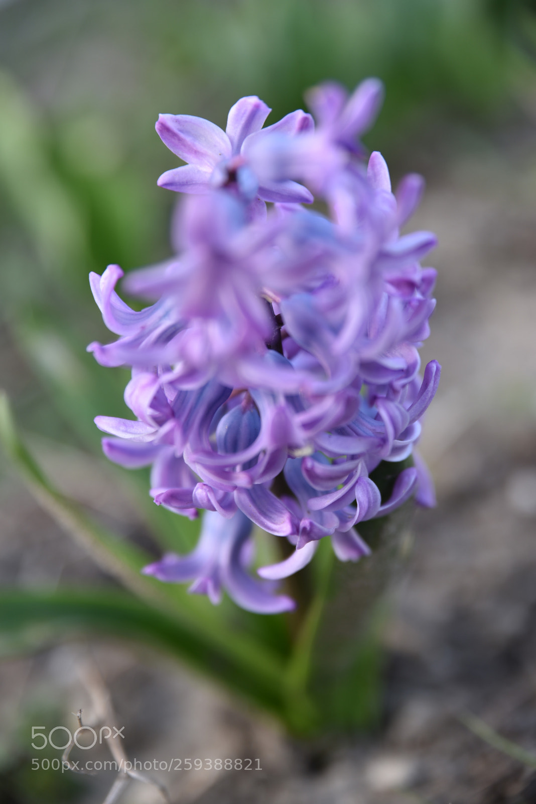 Nikon D750 sample photo. D photography