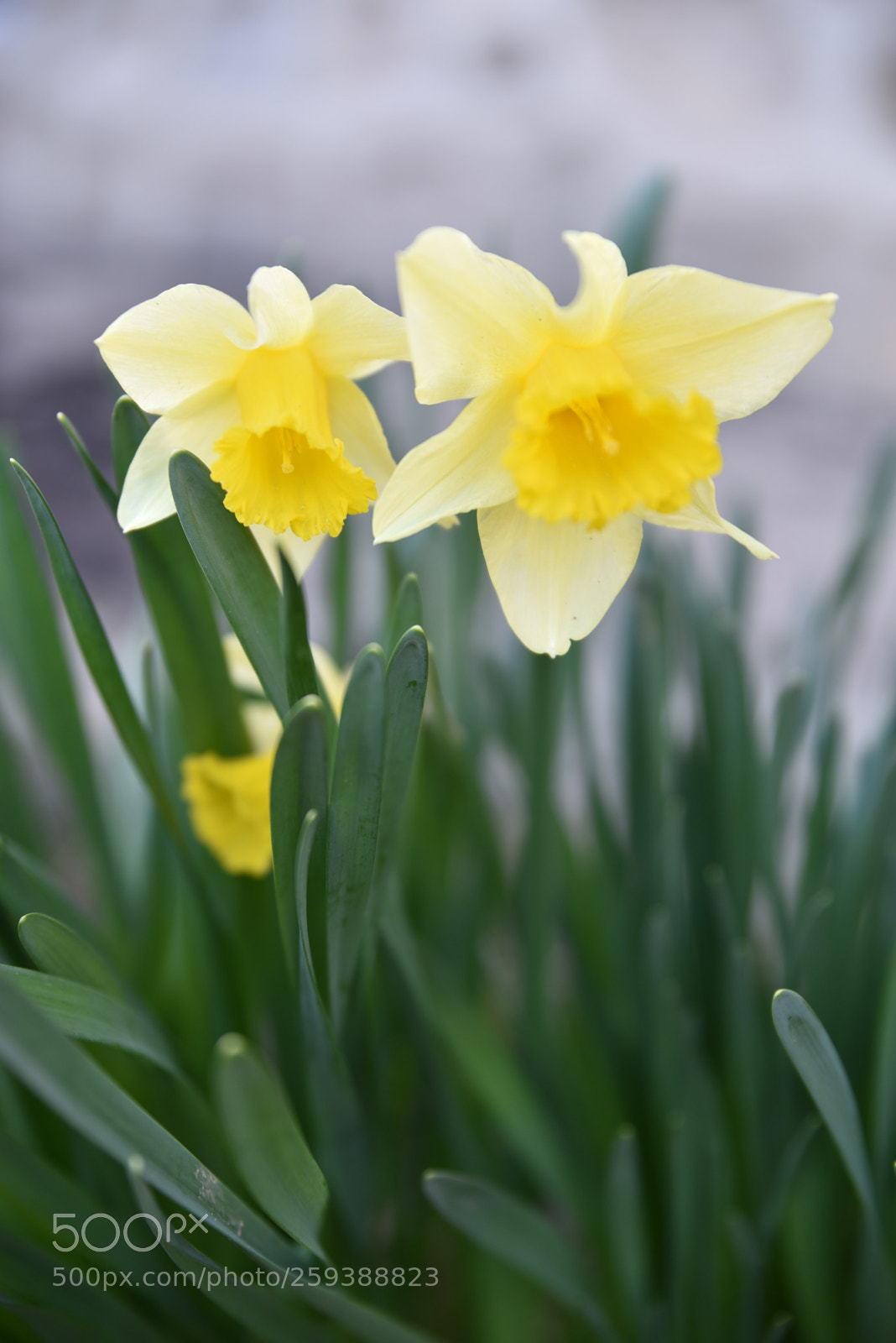 Nikon D750 sample photo. D photography