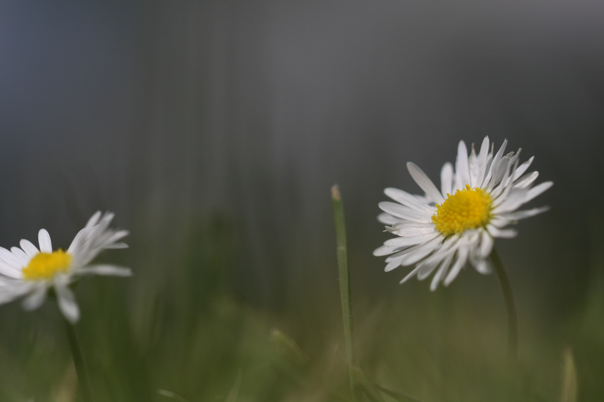 Canon EF 100mm F2.8L Macro IS USM sample photo. Paquerette photography