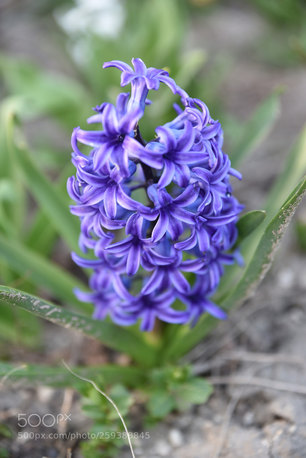 Nikon D750 sample photo. D photography