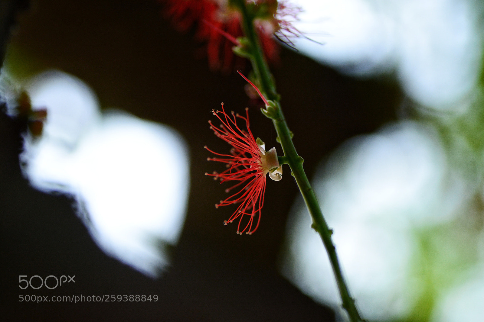 Nikon D7100 sample photo. Untitled photography