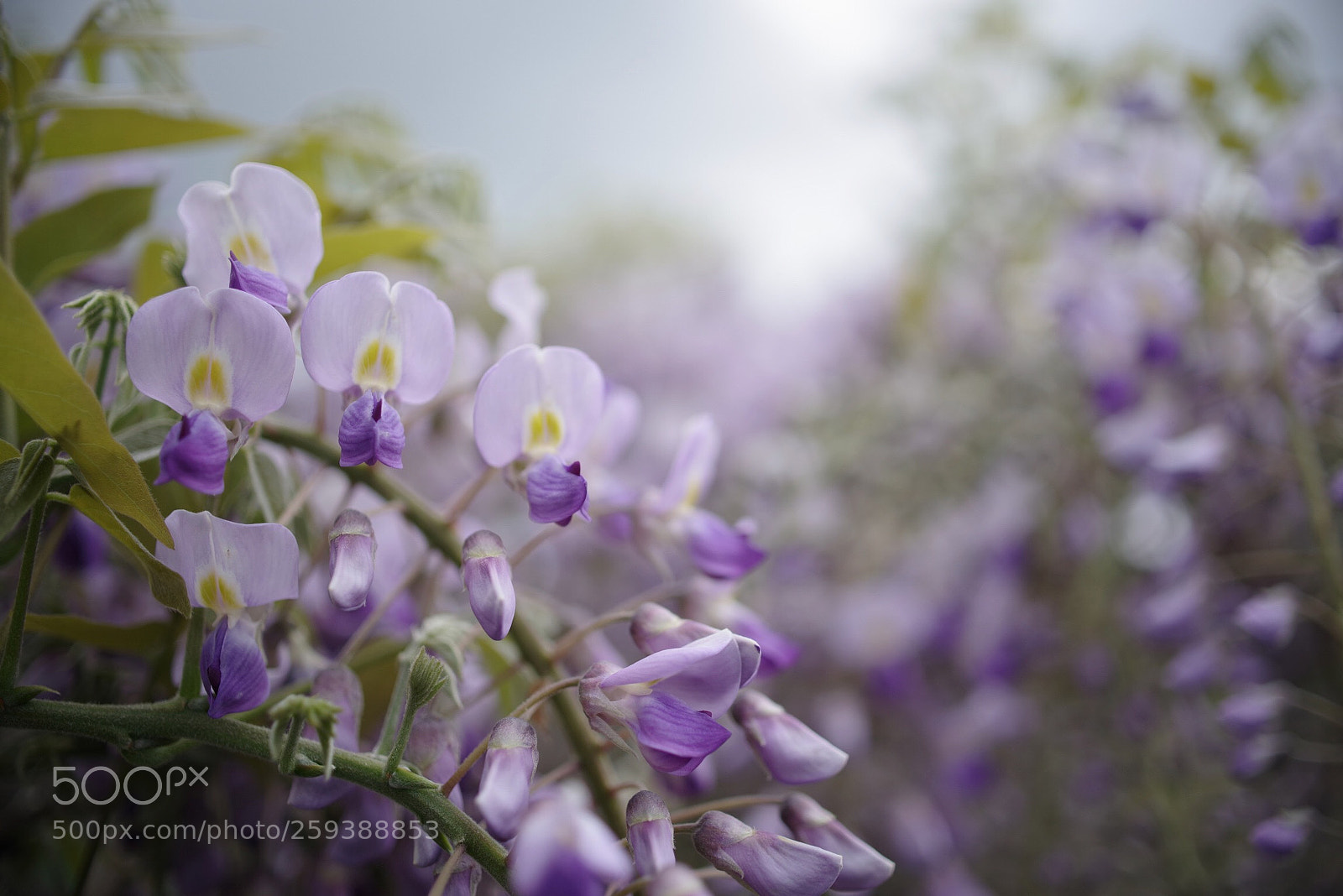 Pentax K-1 sample photo. Japanese wisteria photography