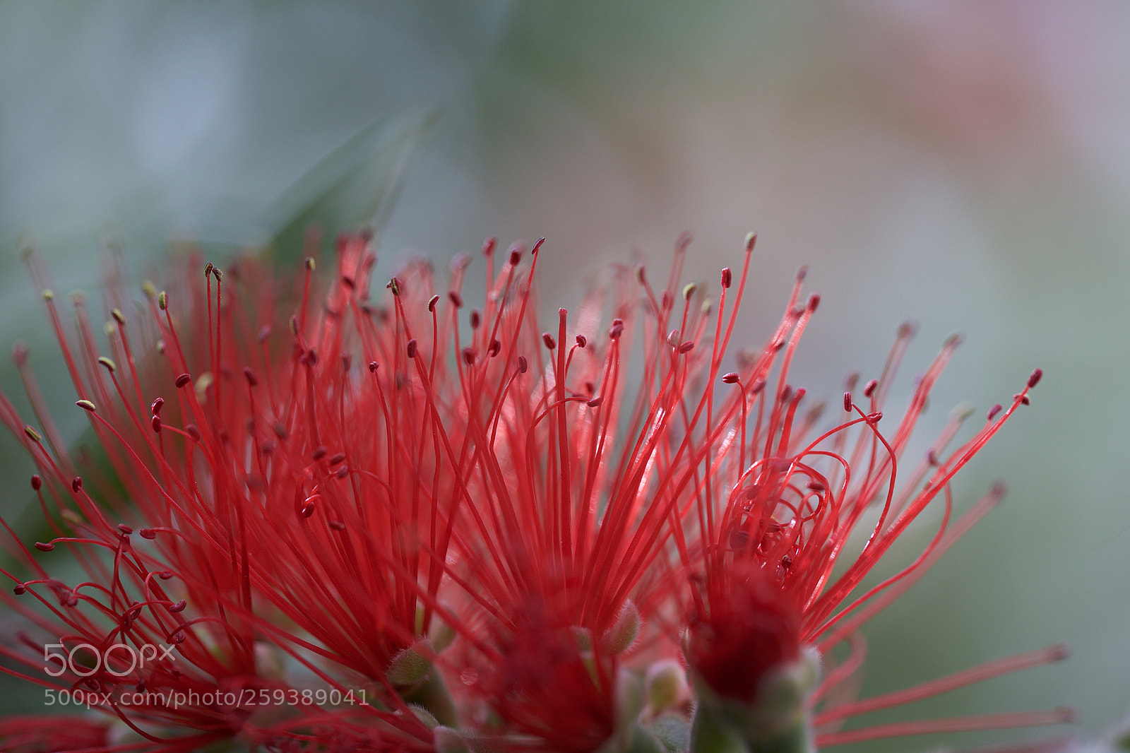 Canon EOS 5D Mark II sample photo. Bottlebrush tree photography