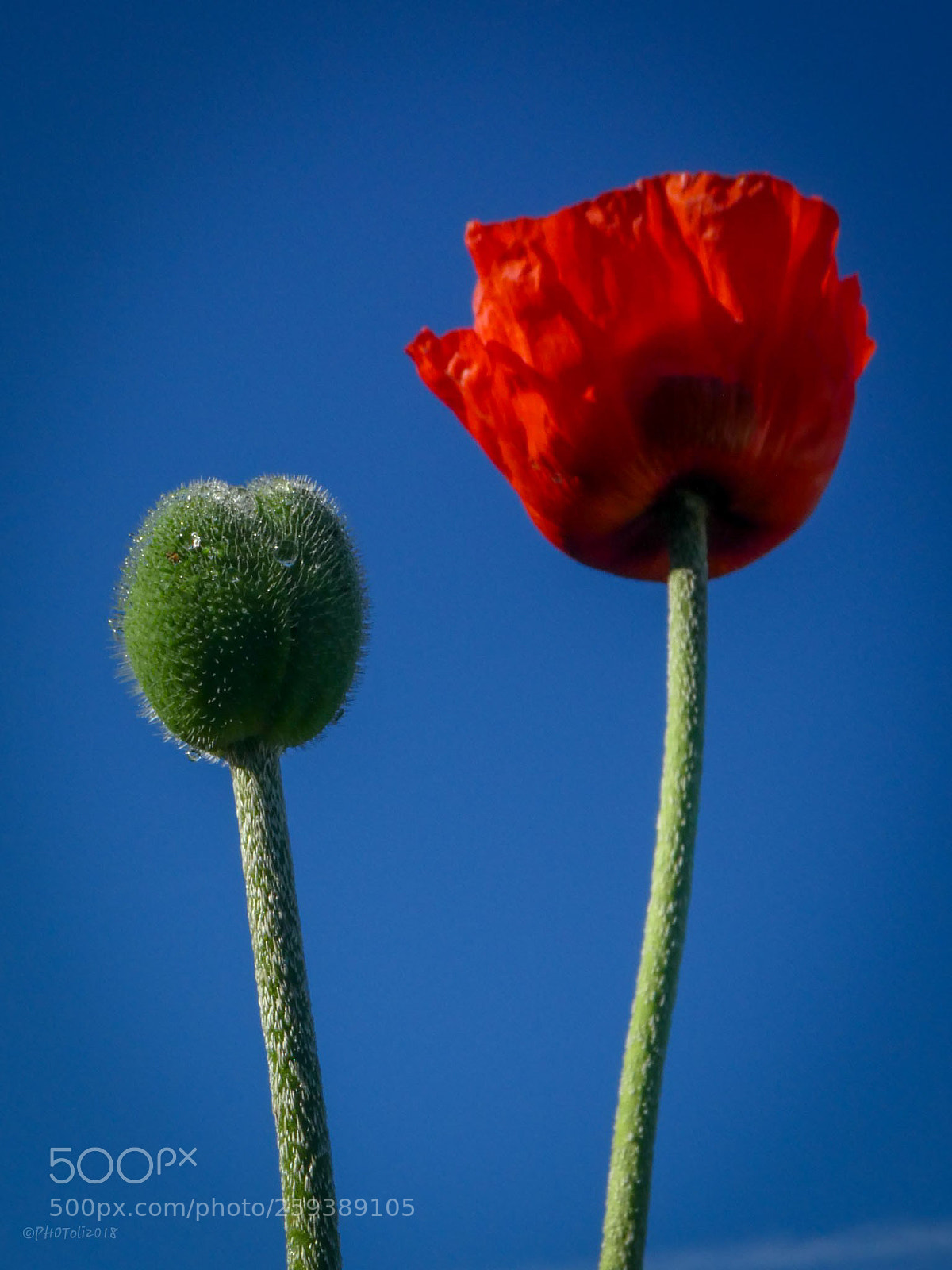 Panasonic DMC-TZ81 sample photo. Mohn photography
