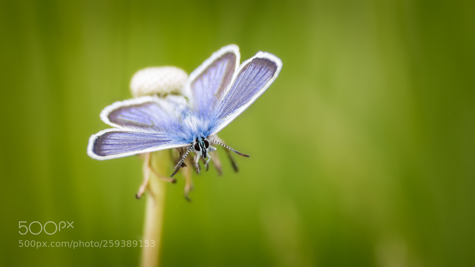 Nikon D7100 sample photo. Common blue photography