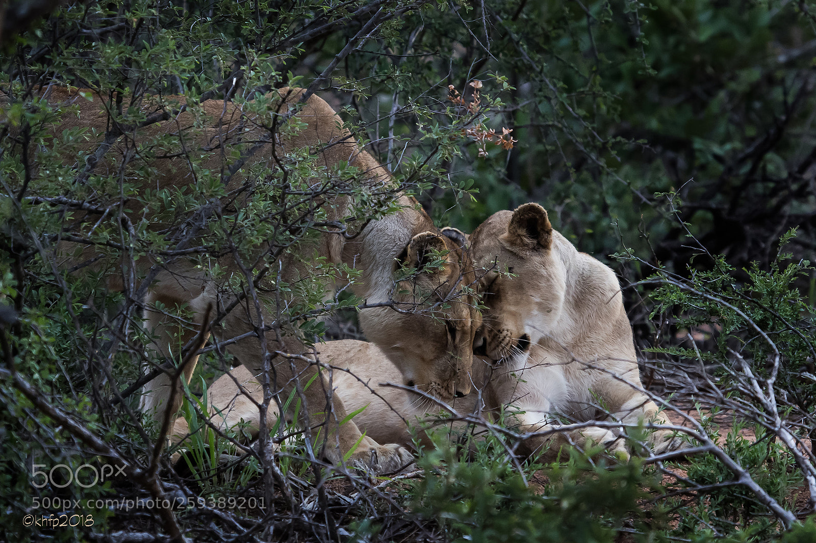 Canon EOS 650D (EOS Rebel T4i / EOS Kiss X6i) sample photo. Lion 24 photography