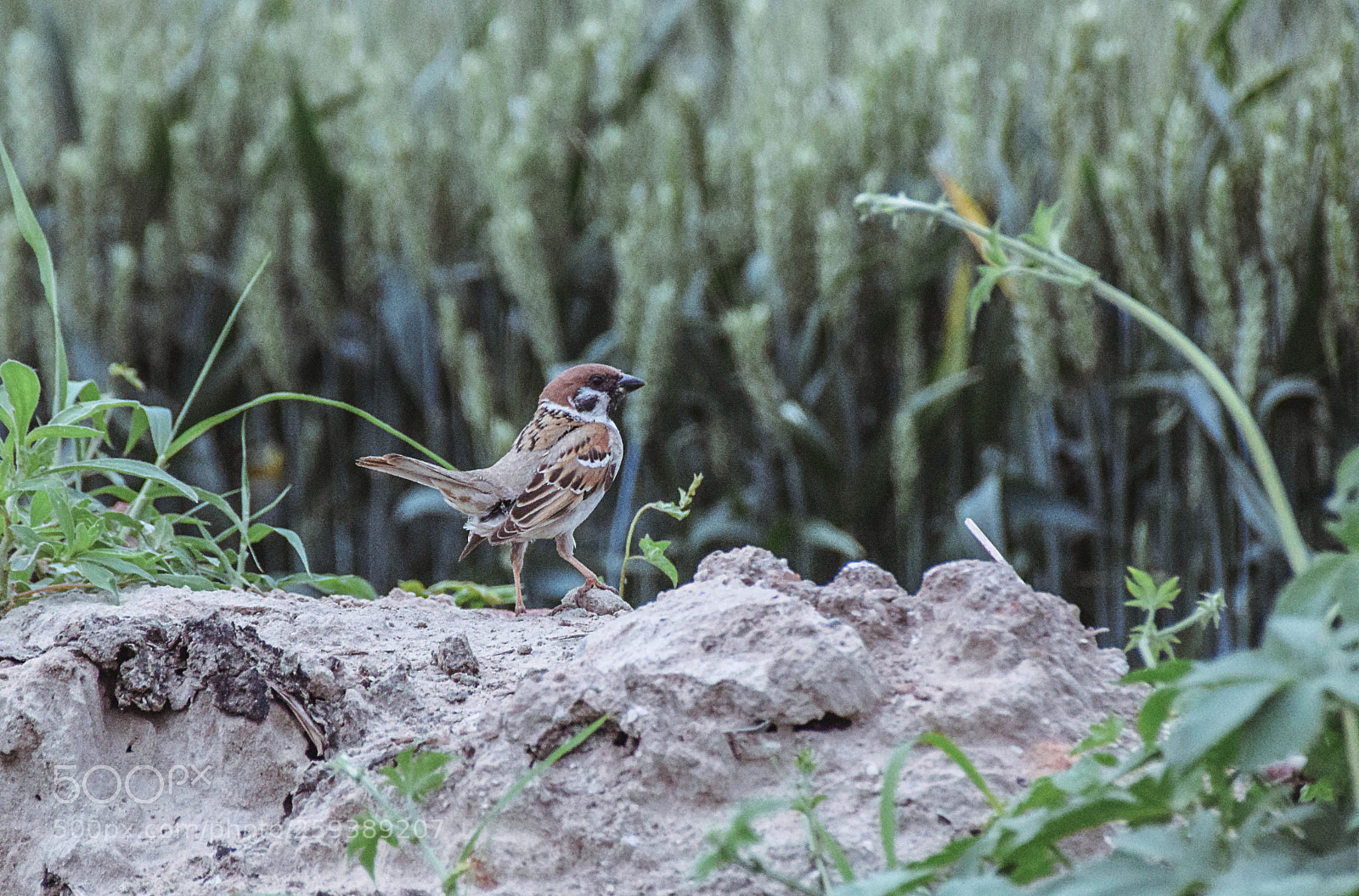 Nikon D5300 sample photo. 麻雀 photography