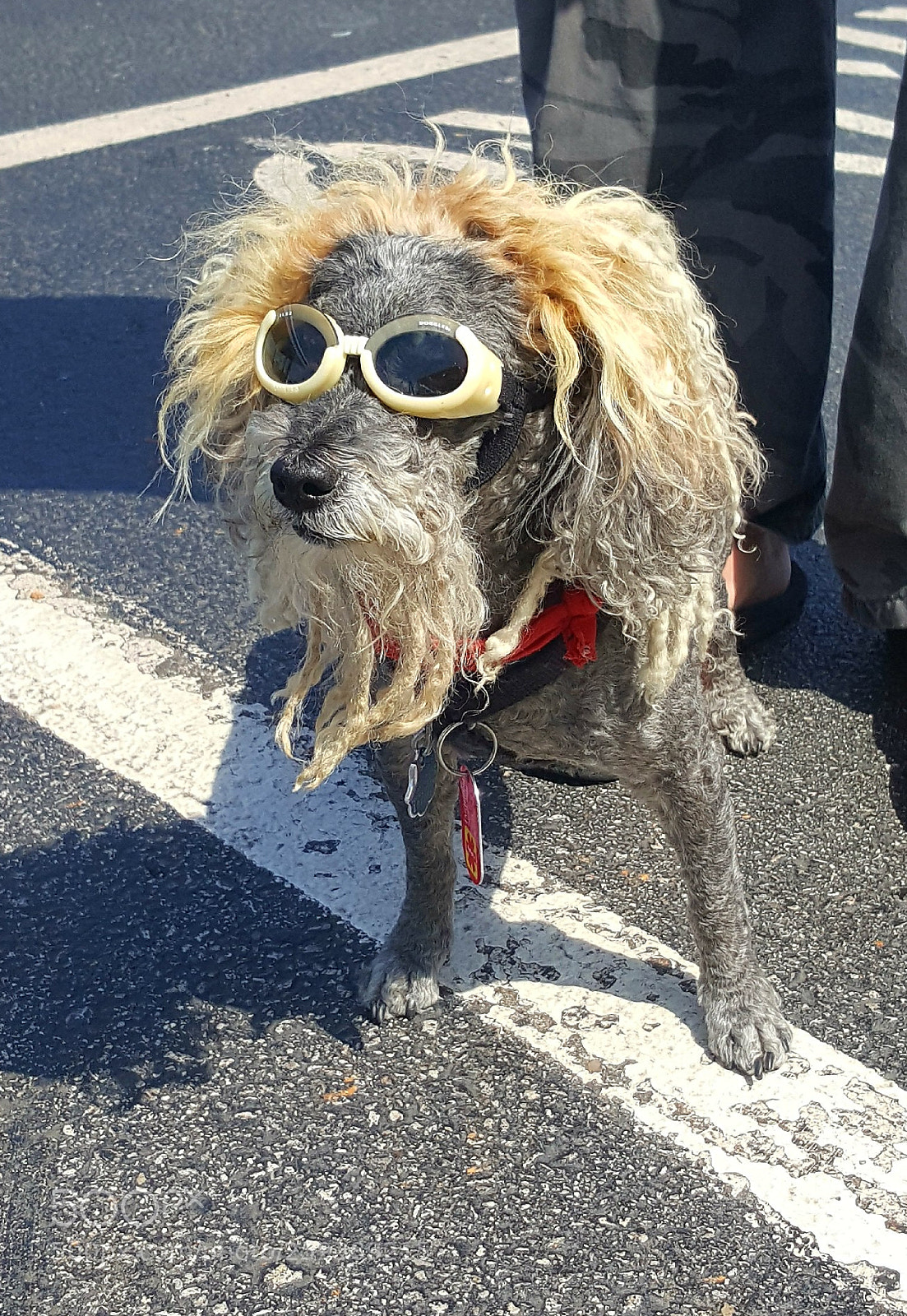 Samsung GALAXY S6 edge sample photo. Cool dog photography