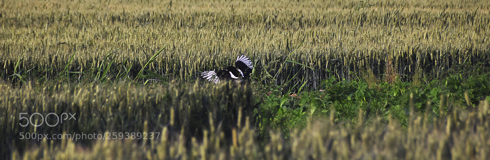 Nikon D5300 sample photo. 喜鹊 photography