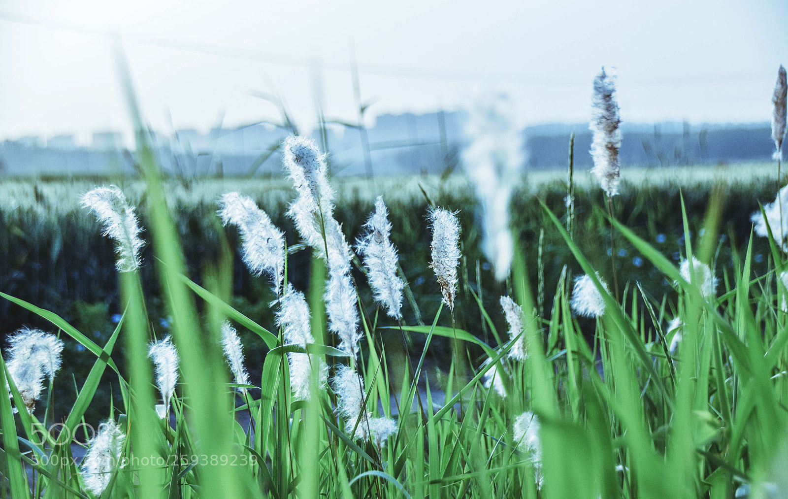 Nikon D5300 sample photo. 晶莹剔透 photography