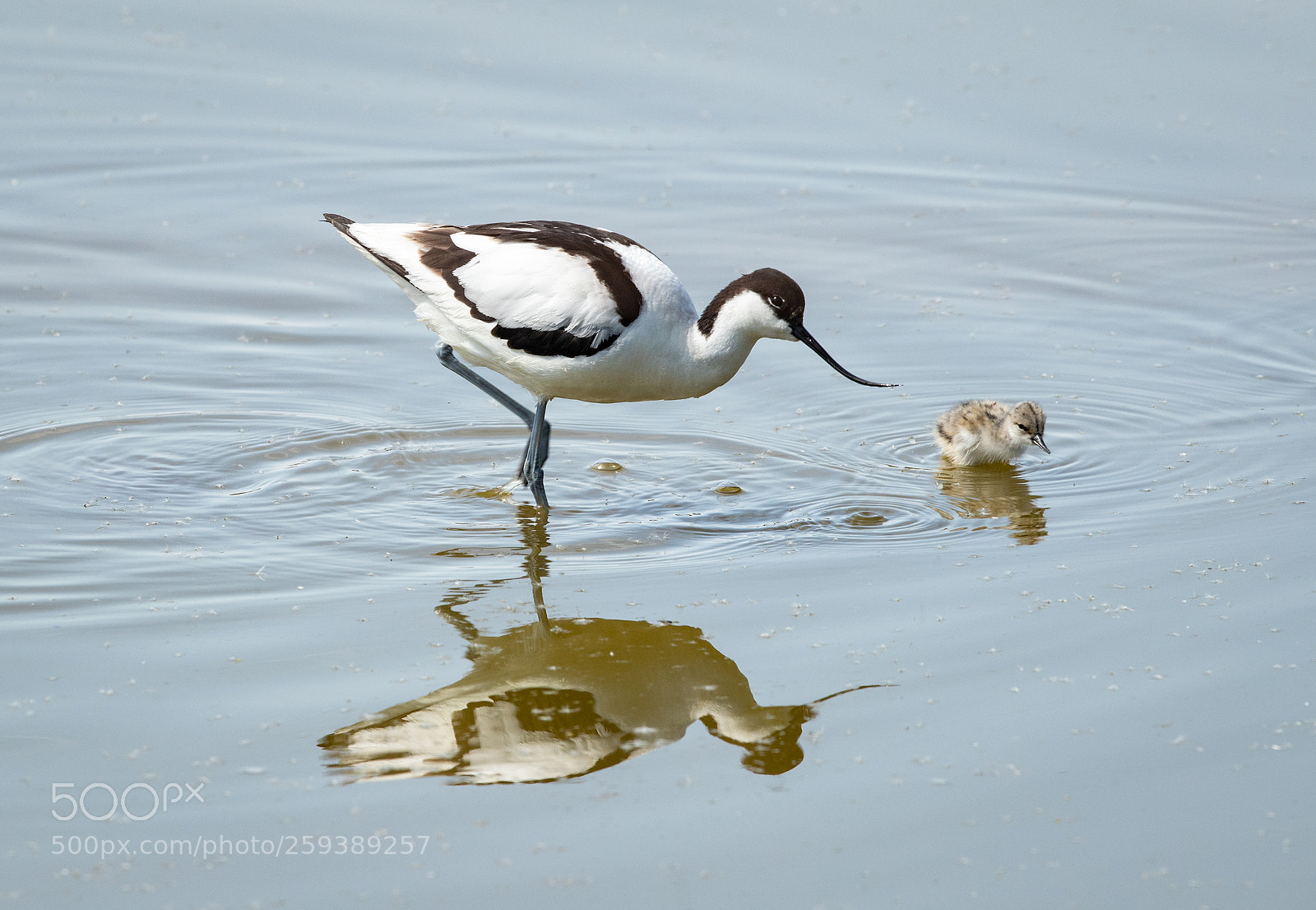 Canon EOS-1D X Mark II sample photo. Avocet with chick photography
