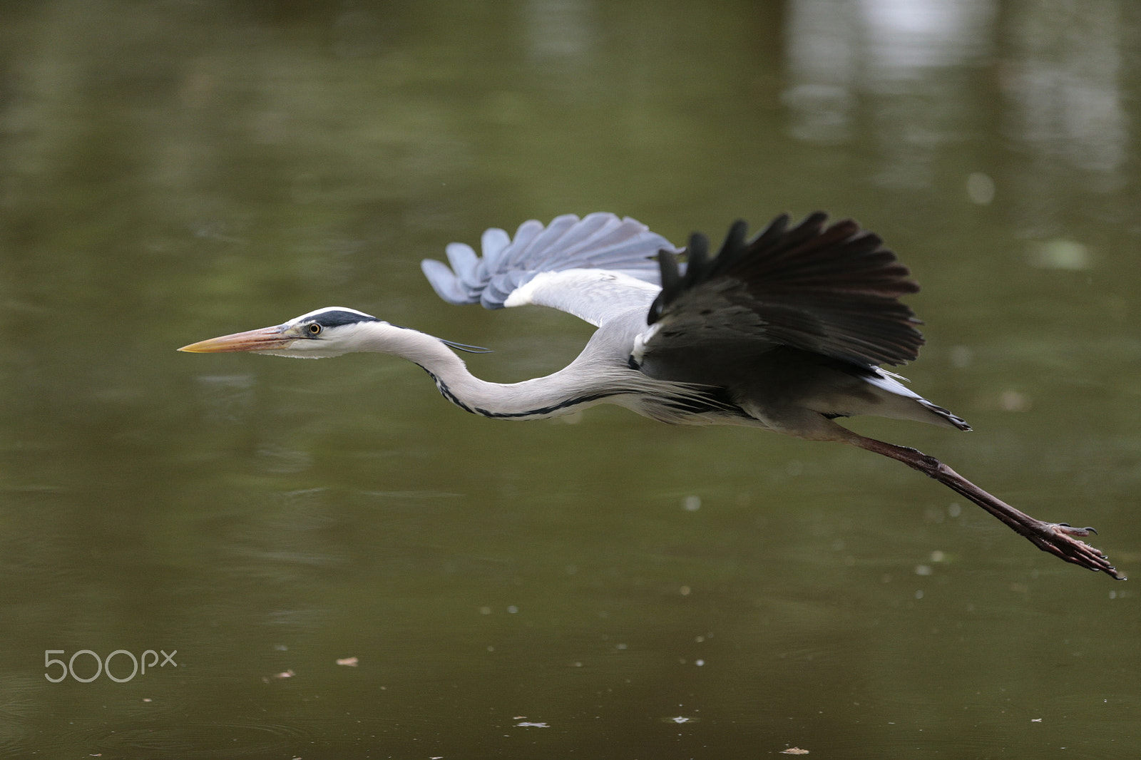 Canon EOS-1D X + Canon EF 300mm F2.8L IS USM sample photo. Blue heron photography