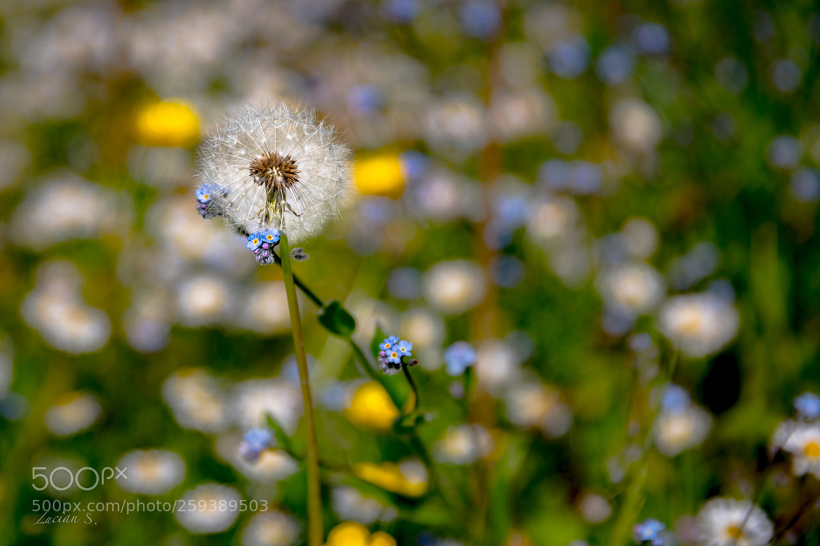 Canon EOS 5D Mark IV sample photo. Dandelion photography