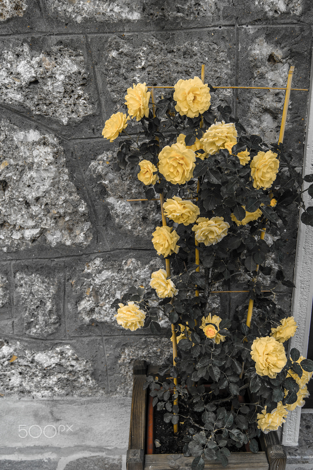 Sony a5100 sample photo. My mom flower's photography