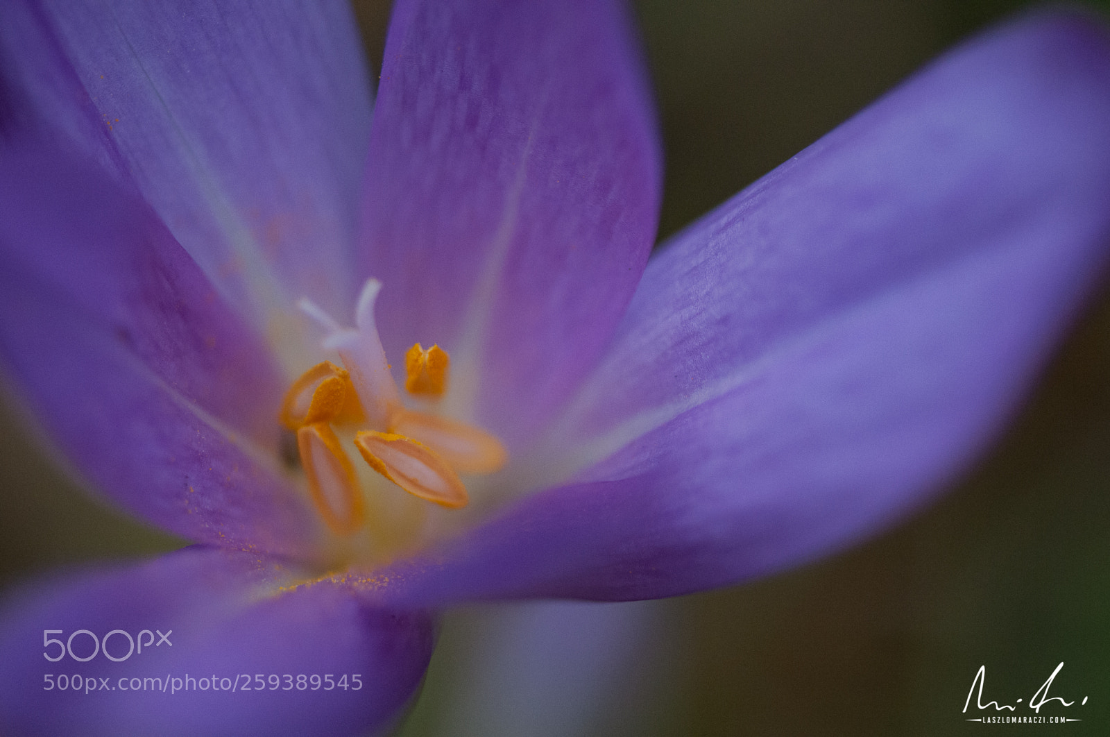 Nikon D300 sample photo. Simple flower photography