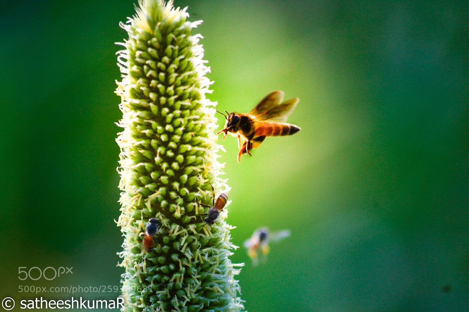 Nikon D3100 sample photo. Bee ! photography
