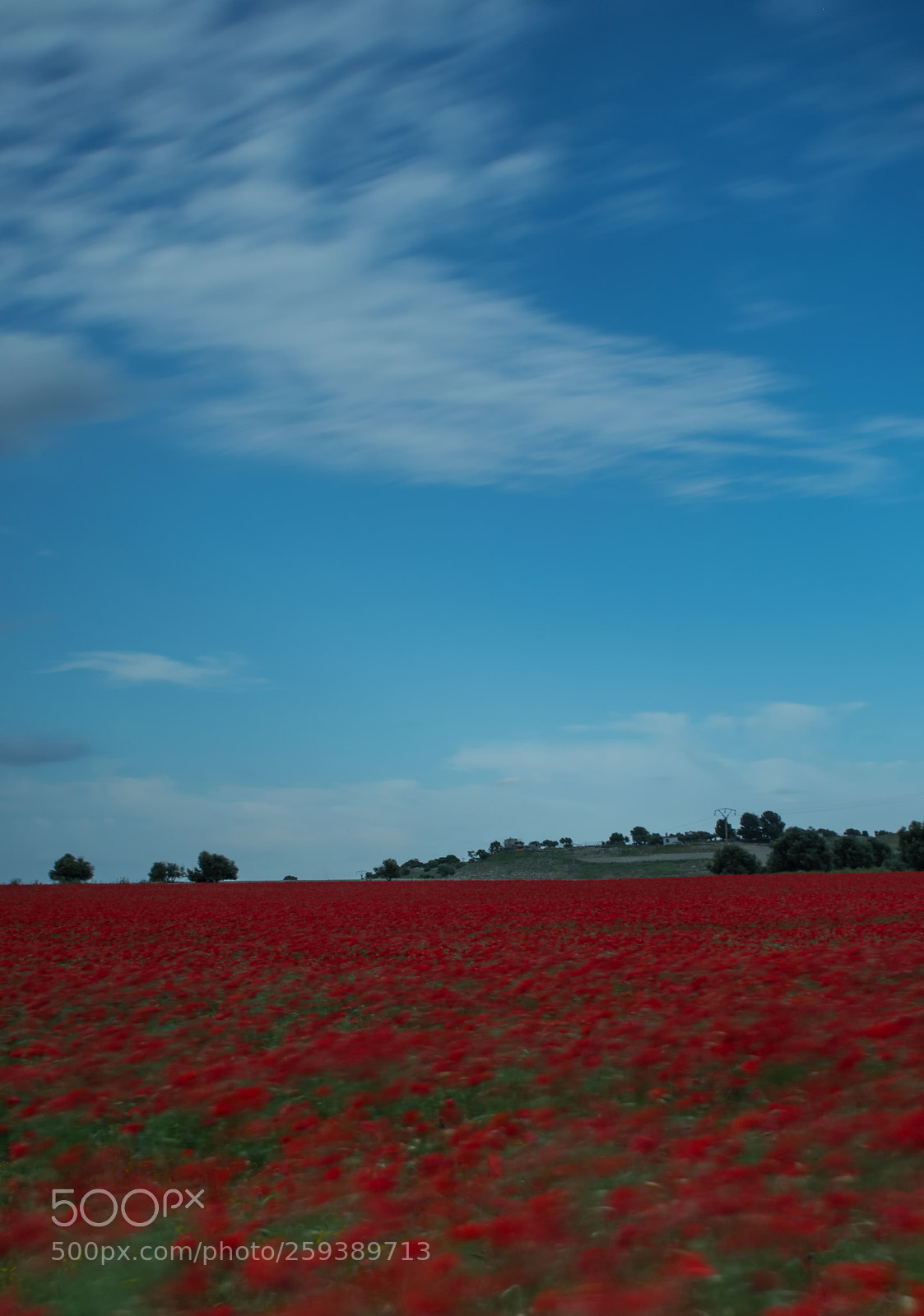Nikon D500 sample photo. Campo de amapolas photography