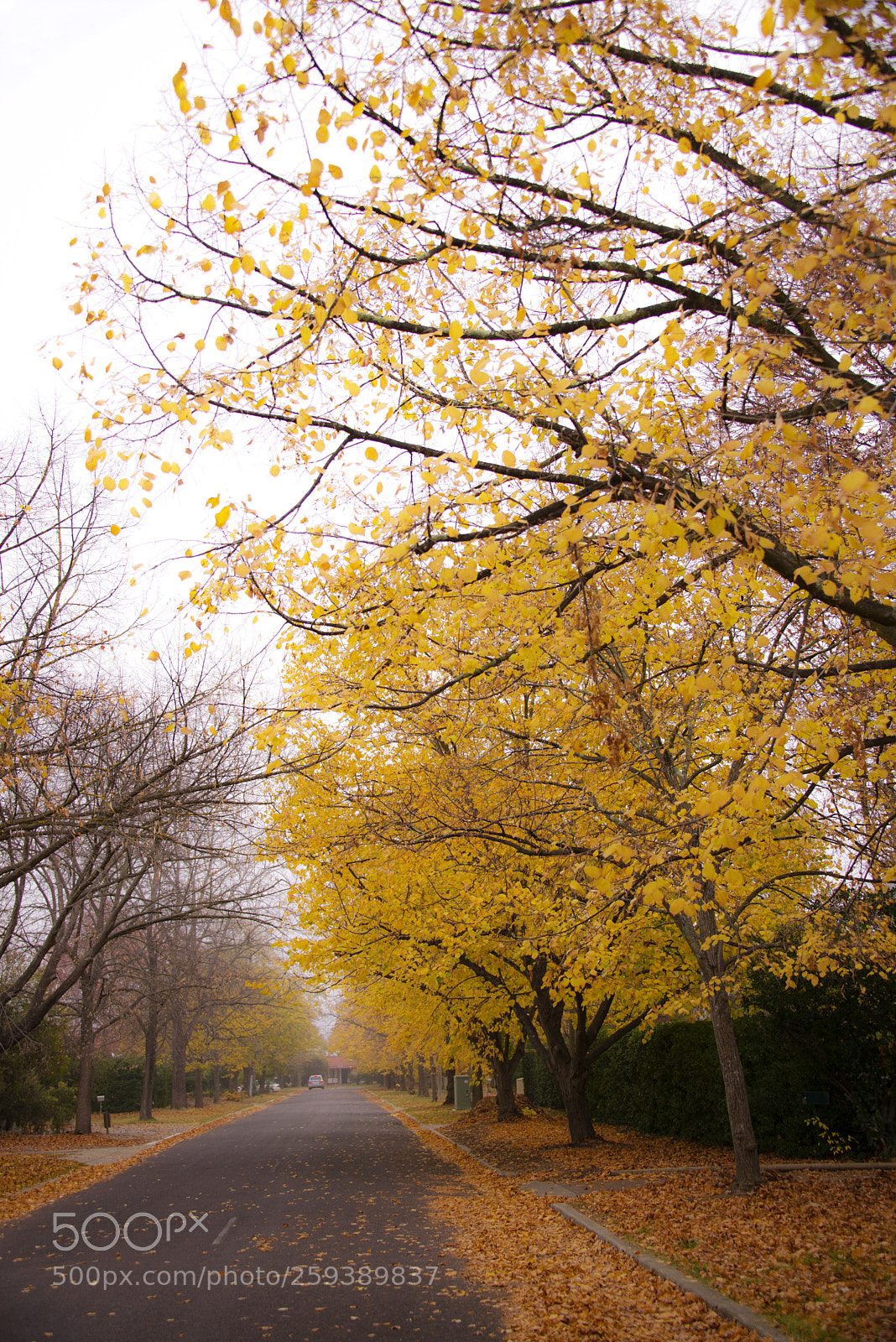 Nikon D800E sample photo. A street in autumn photography